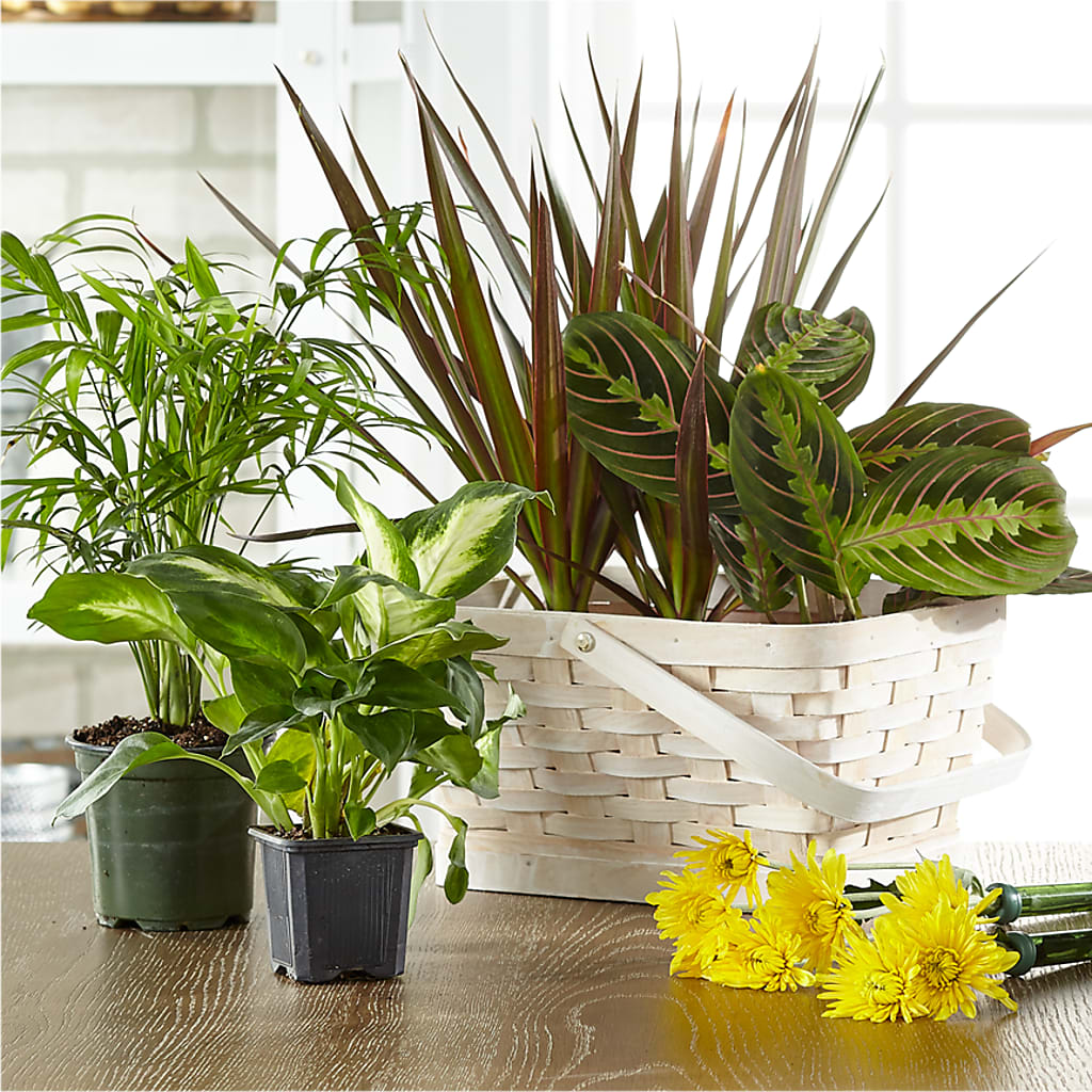 Florist Designed Blooming and Green Plants in a Basket – Charleston Cut Flower Company, Charleston WV