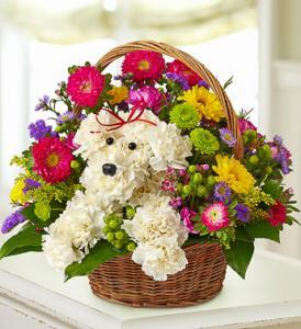 A-Dog-Able Basket byCCF – Charleston Cut Flower Company, Charleston WV