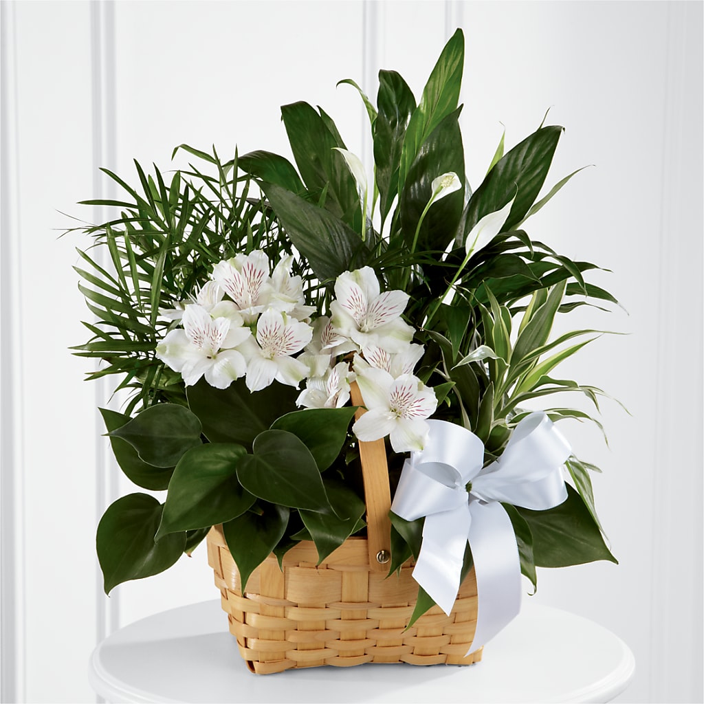 Peace & Serenity Dishgarden – Charleston Cut Flower Company, Charleston WV