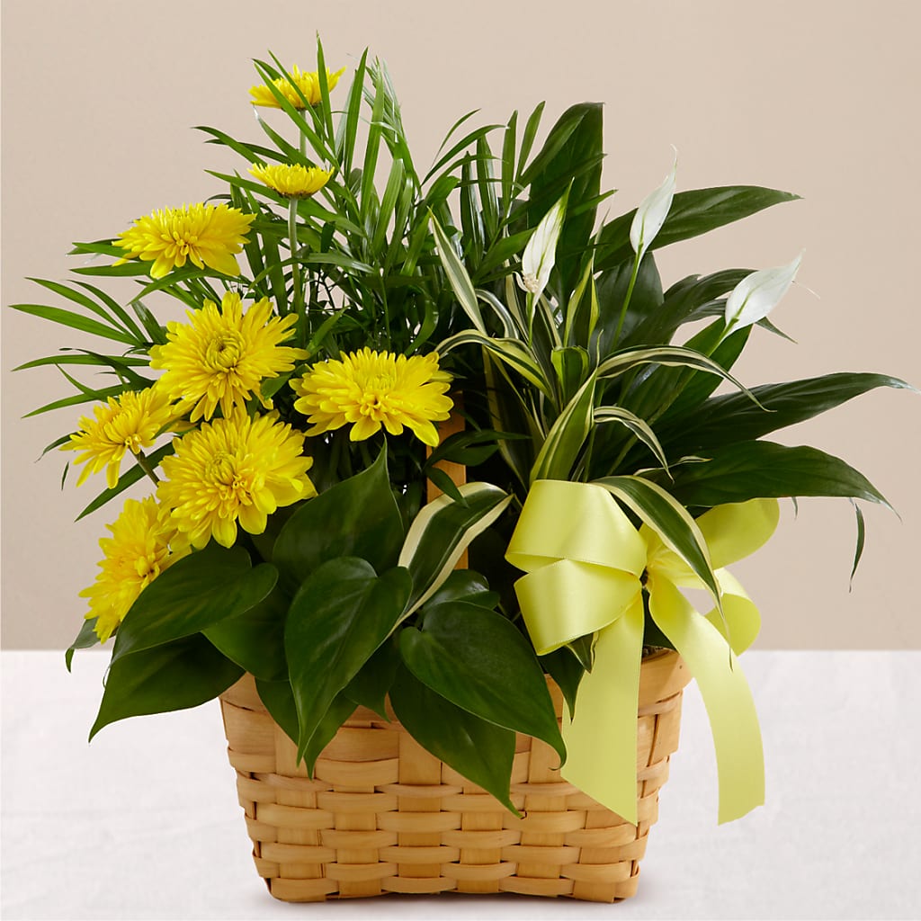 Loving Light Dishgarden – Charleston Cut Flower Company, Charleston WV