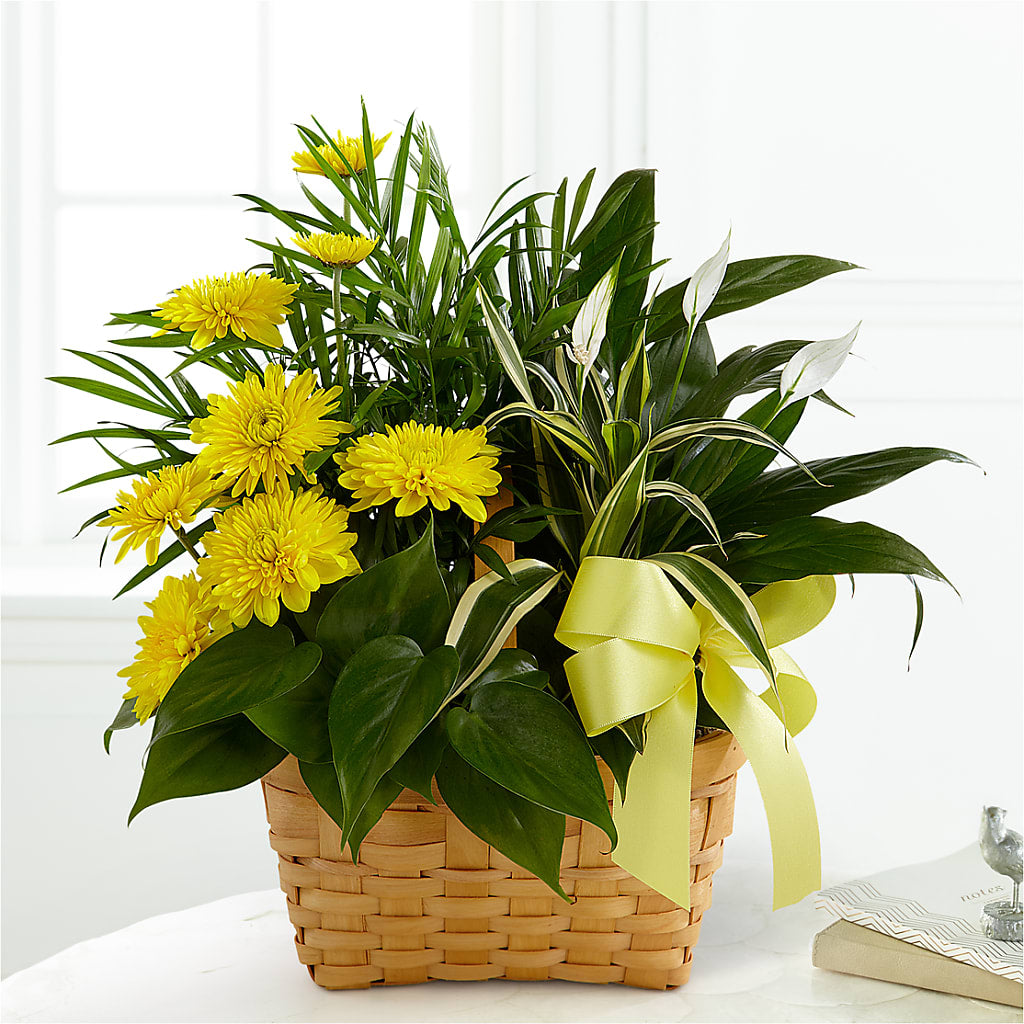 Loving Light Dishgarden – Charleston Cut Flower Company, Charleston WV
