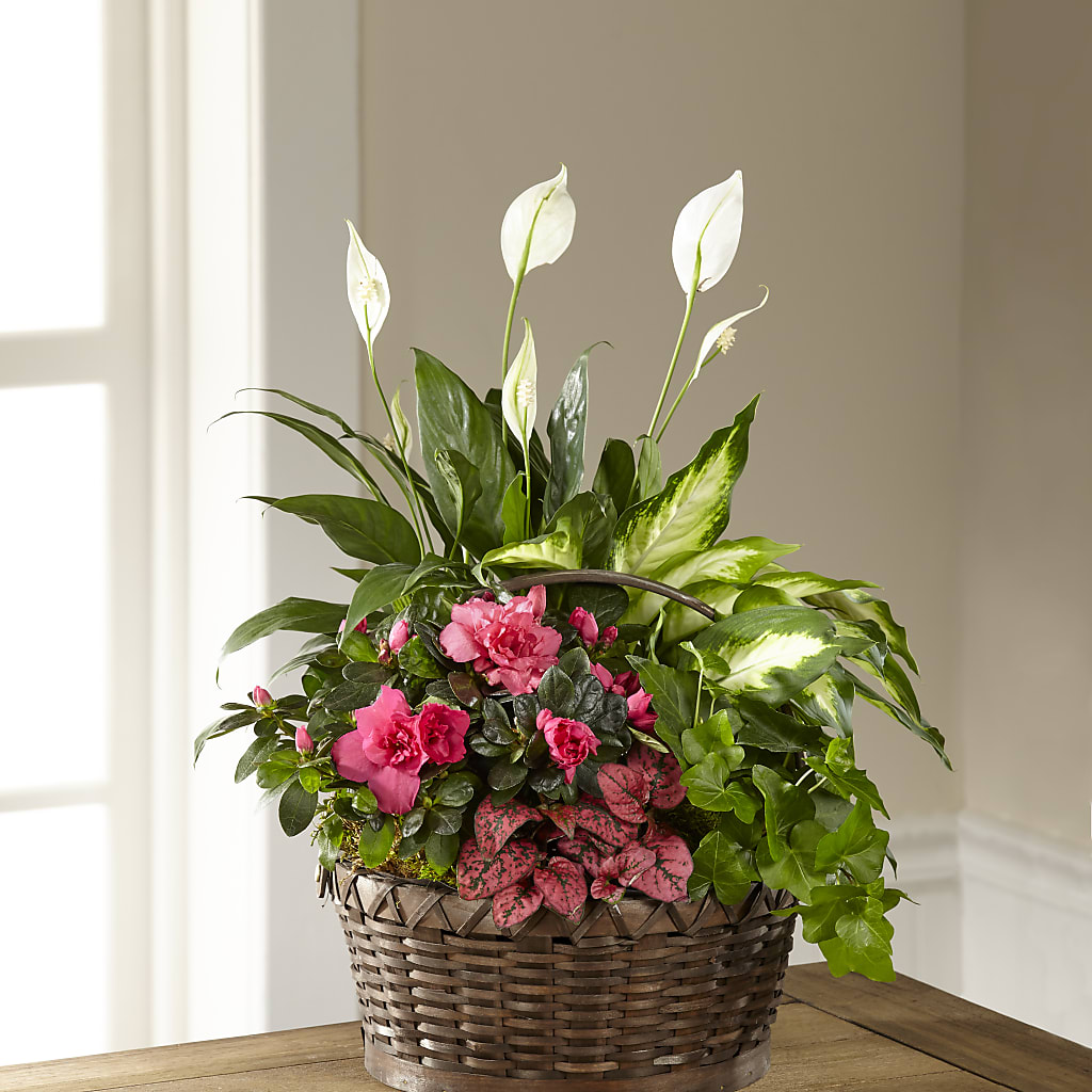 Dream in Pink Dishgarden – Charleston Cut Flower Company, Charleston WV