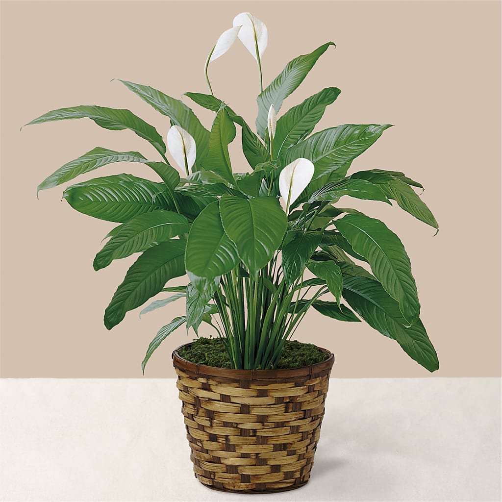 Tranquil Moments Peace Lily Plant – Charleston Cut Flower Company, Charleston WV