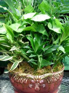 14 Inch Porcelain/Ceramic Dish Garden – Charleston Cut Flower Company, Charleston WV