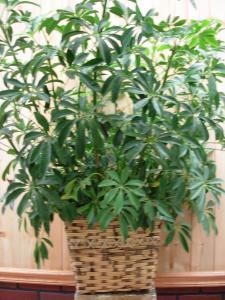 Arboricola Plant – Charleston Cut Flower Company, Charleston WV