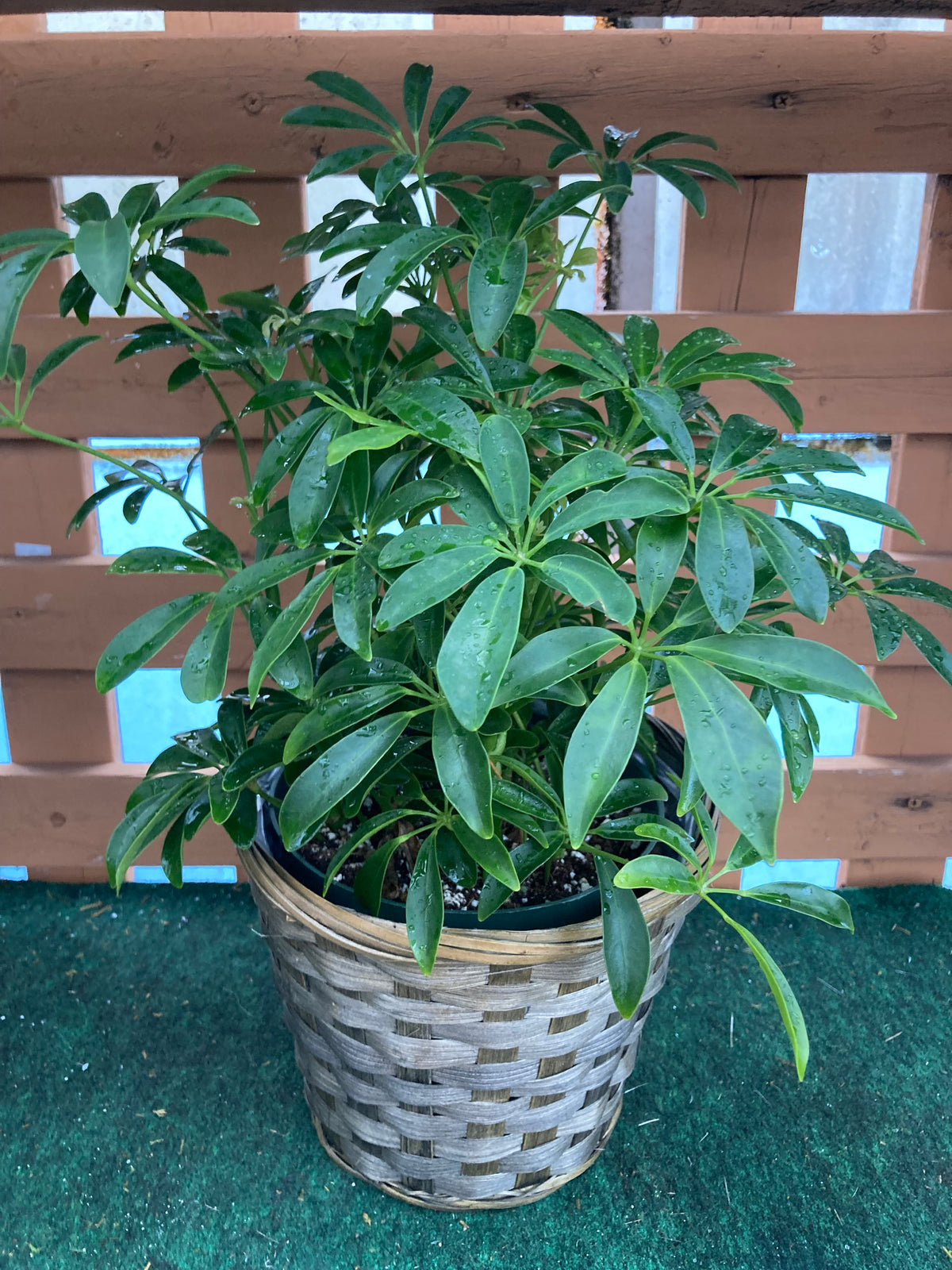 Arboricola Plant – Charleston Cut Flower Company, Charleston WV