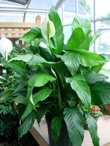 Peace Liliy (Spathiphyllum) – Charleston Cut Flower Company, Charleston WV