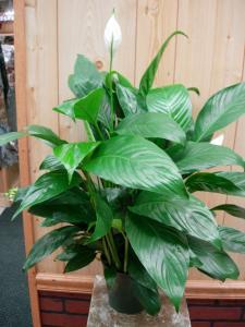 mojo peace lily Peace Liliy (Spathiphyllum) – flower arrangement | Charleston, WV