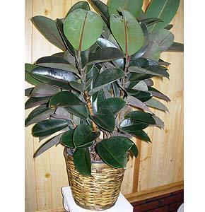 Rubber Tree – Charleston Cut Flower Company, Charleston WV