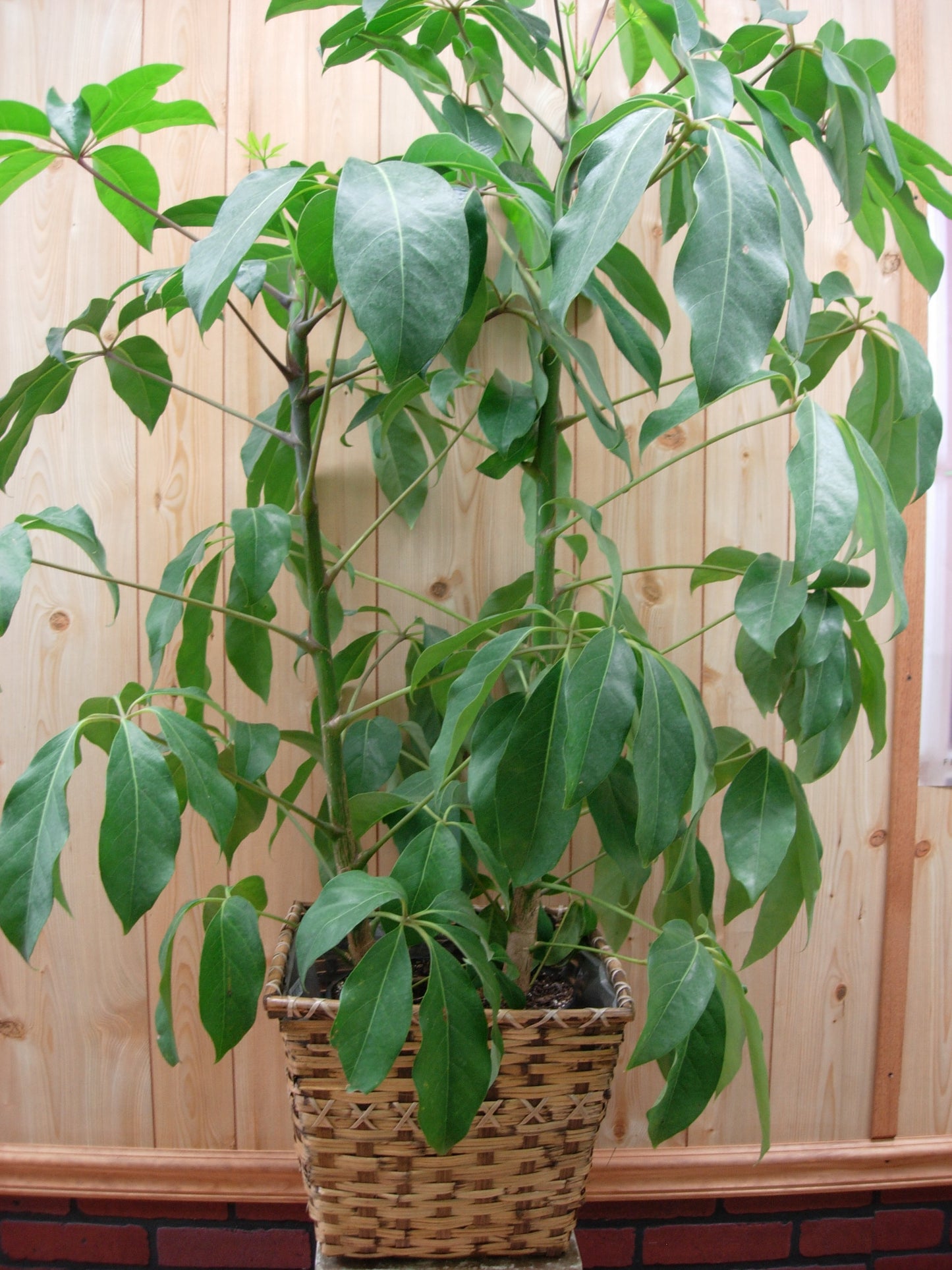 Schefflera Plant – Charleston Cut Flower Company, Charleston WV