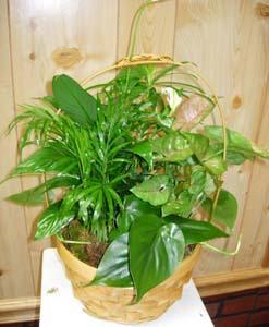 Wicker Basket Garden – Charleston Cut Flower Company, Charleston WV