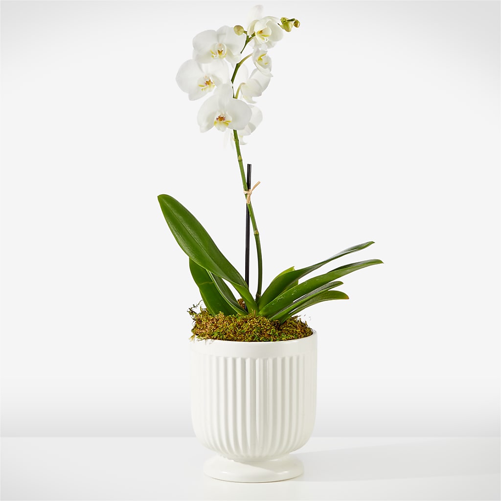 Whispering White Orchid – Charleston Cut Flower Company, Charleston WV
