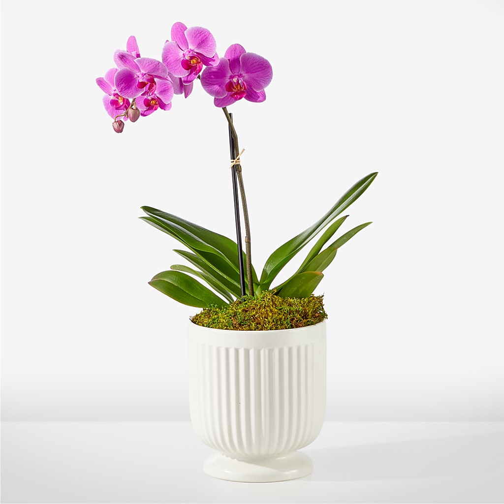 Friendly Fuchsia Orchid – Charleston Cut Flower Company, Charleston WV