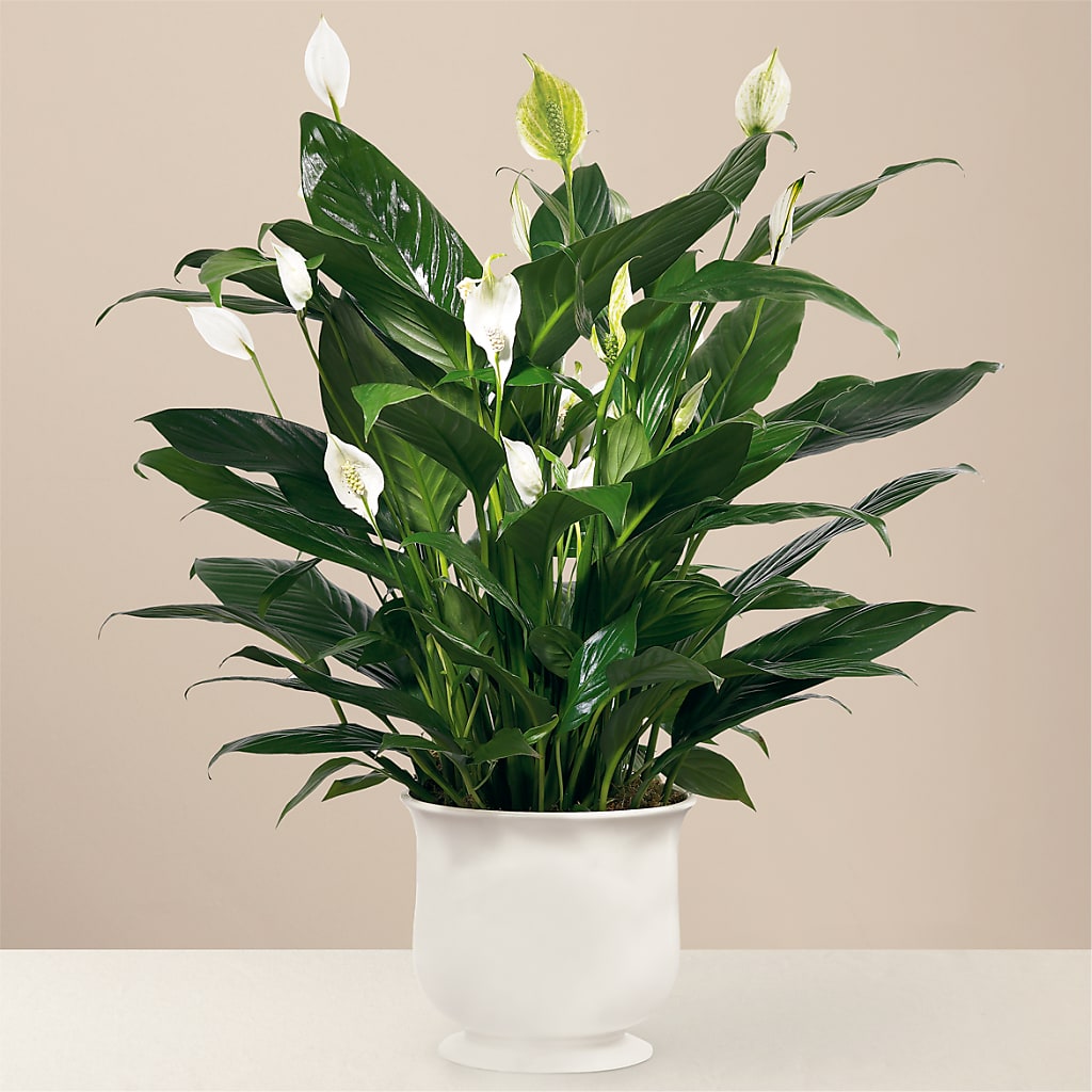 Comfort Planter – Charleston Cut Flower Company, Charleston WV