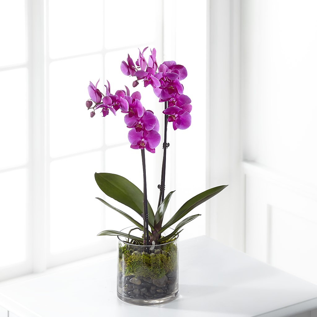 Pink Orchid Plant – Charleston Cut Flower Company, Charleston WV