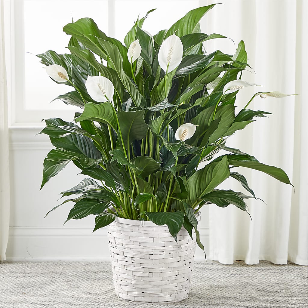 A New Leaf Peace Lily – Charleston Cut Flower Company, Charleston WV