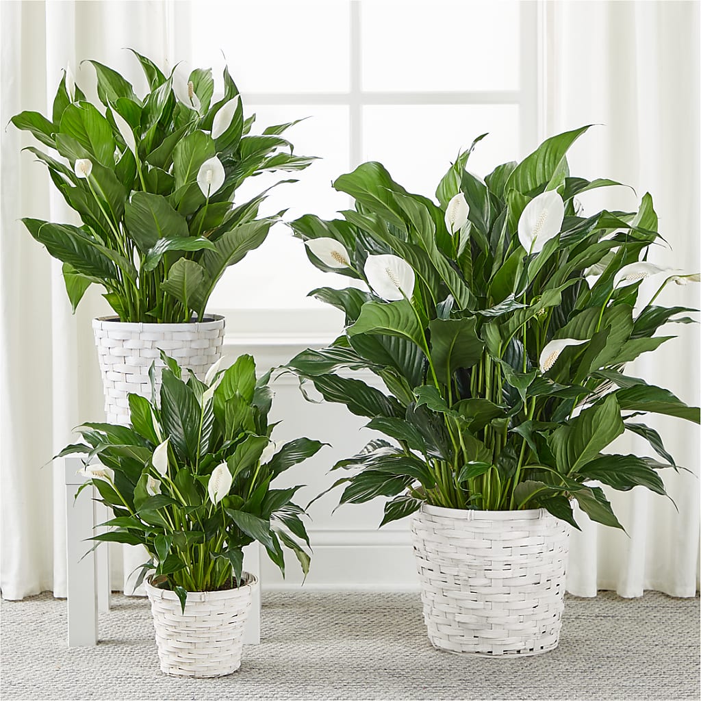 A New Leaf Peace Lily – Charleston Cut Flower Company, Charleston WV