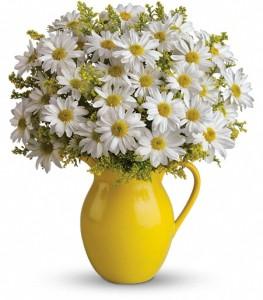 Teleflora's Sunny Day Pitcher of Daisies by CCF – Charleston Cut Flower Company, Charleston WV