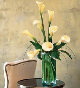 White Callas - by Charleston Cut Flower Co. – Charleston Cut Flower Company, Charleston WV