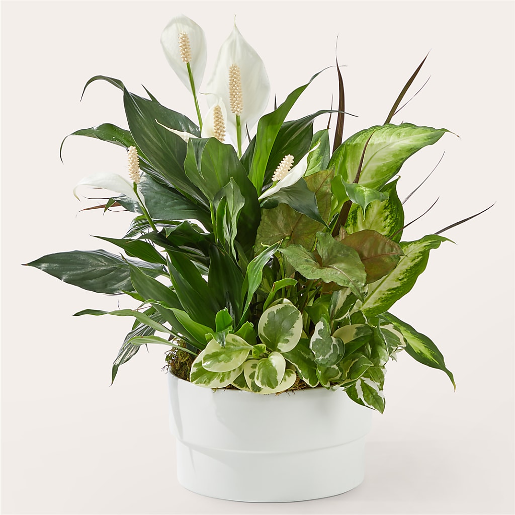 Radiating Positivity Dishgarden – Charleston Cut Flower Company, Charleston WV