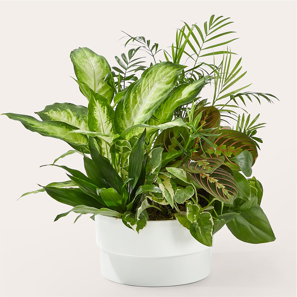 Radiating Positivity Dishgarden – Charleston Cut Flower Company, Charleston WV