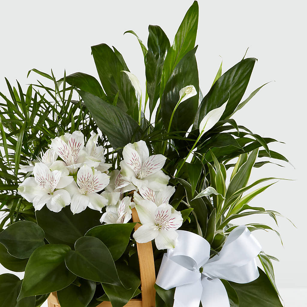 Peace & Serenity Dishgarden –  Charleston Cut Flower Company, Charleston WV