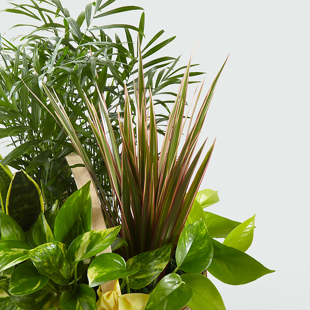 French Garden –  Charleston Cut Flower Company, Charleston WV