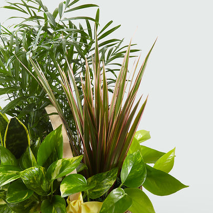 French Garden –  Charleston Cut Flower Company, Charleston WV