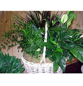 Large Basket Garden –  Charleston Cut Flower Company, Charleston WV