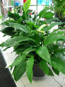 Peace Liliy (Spathiphyllum)