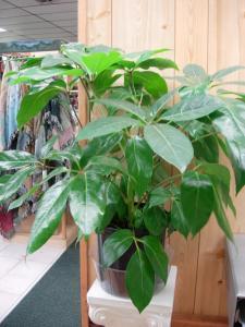 Schefflera Plant