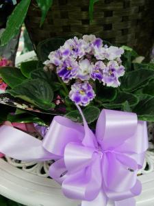 Africian Violet 6inch Pot –  Charleston Cut Flower Company, Charleston WV