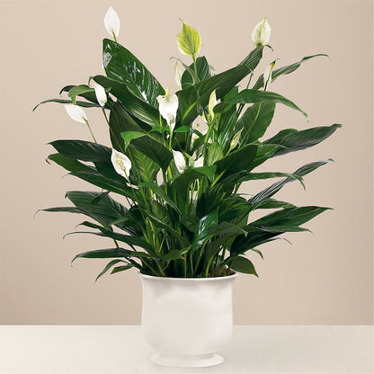 Comfort Planter –  Charleston Cut Flower Company, Charleston WV