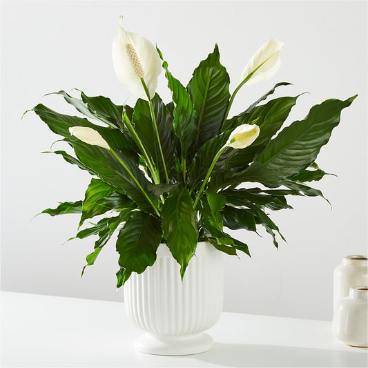 Comfort Planter –  Charleston Cut Flower Company, Charleston WV