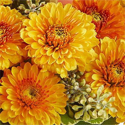 Peachy Pumpkin –  Charleston Cut Flower Company, Charleston WV