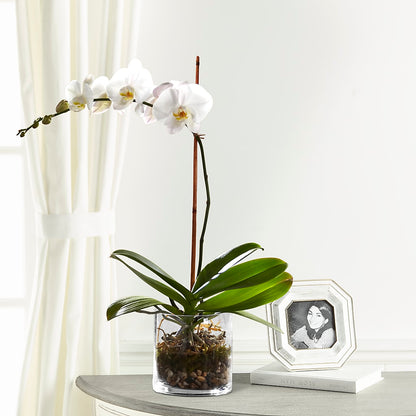 White Orchid Planter –  Charleston Cut Flower Company, Charleston WV