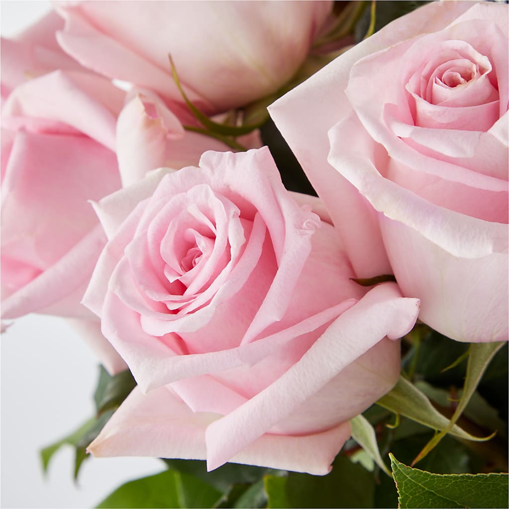 Picture Perfect Pink Rose Bouquet –  Charleston Cut Flower Company, Charleston WV
