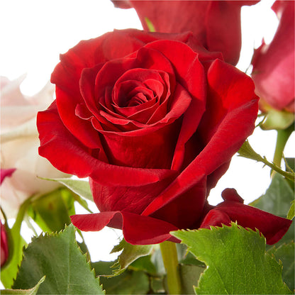 Love Notes Rose Bouquet –  Charleston Cut Flower Company, Charleston WV